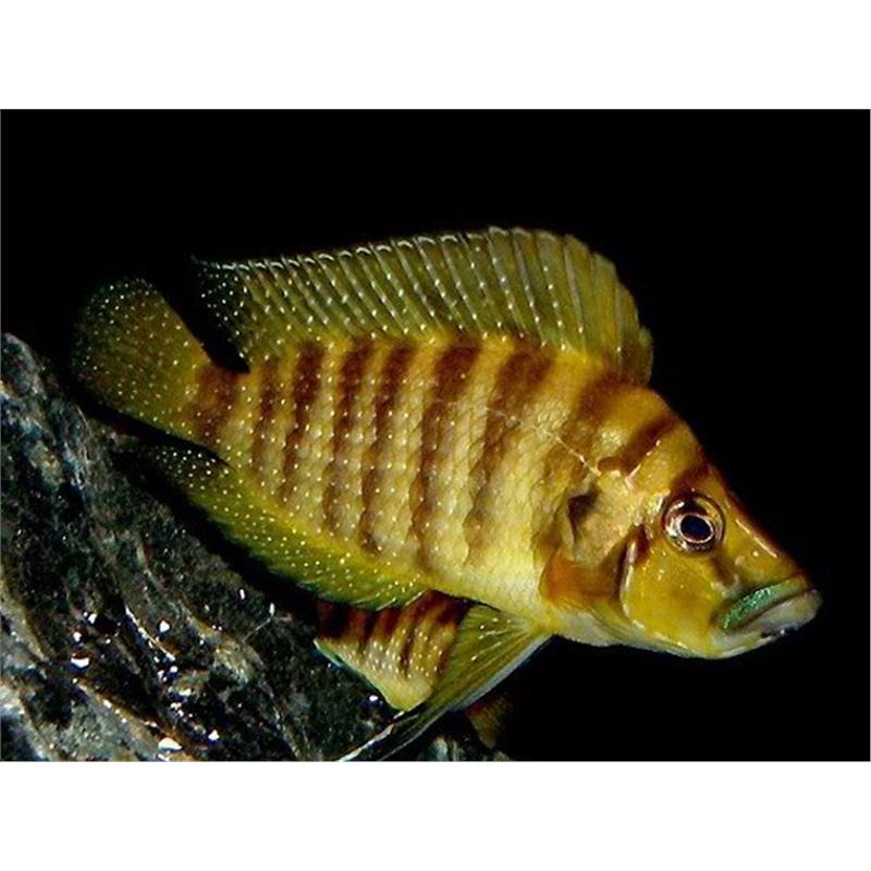 Lamprologus compressiceps - imagine 5